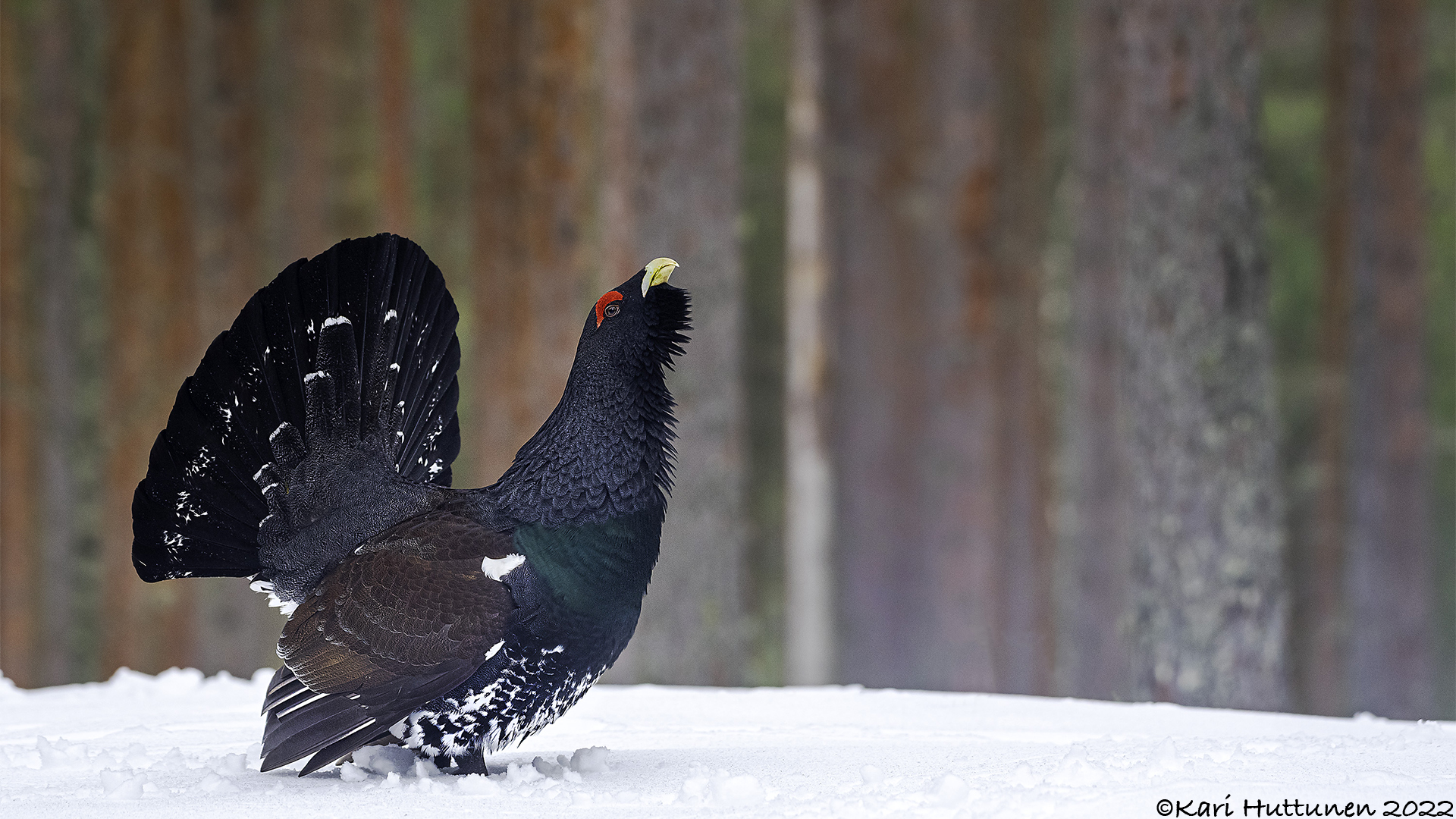 luontokuvaus valokuvaus luonto kamera objektiivi nikon lintu maisema