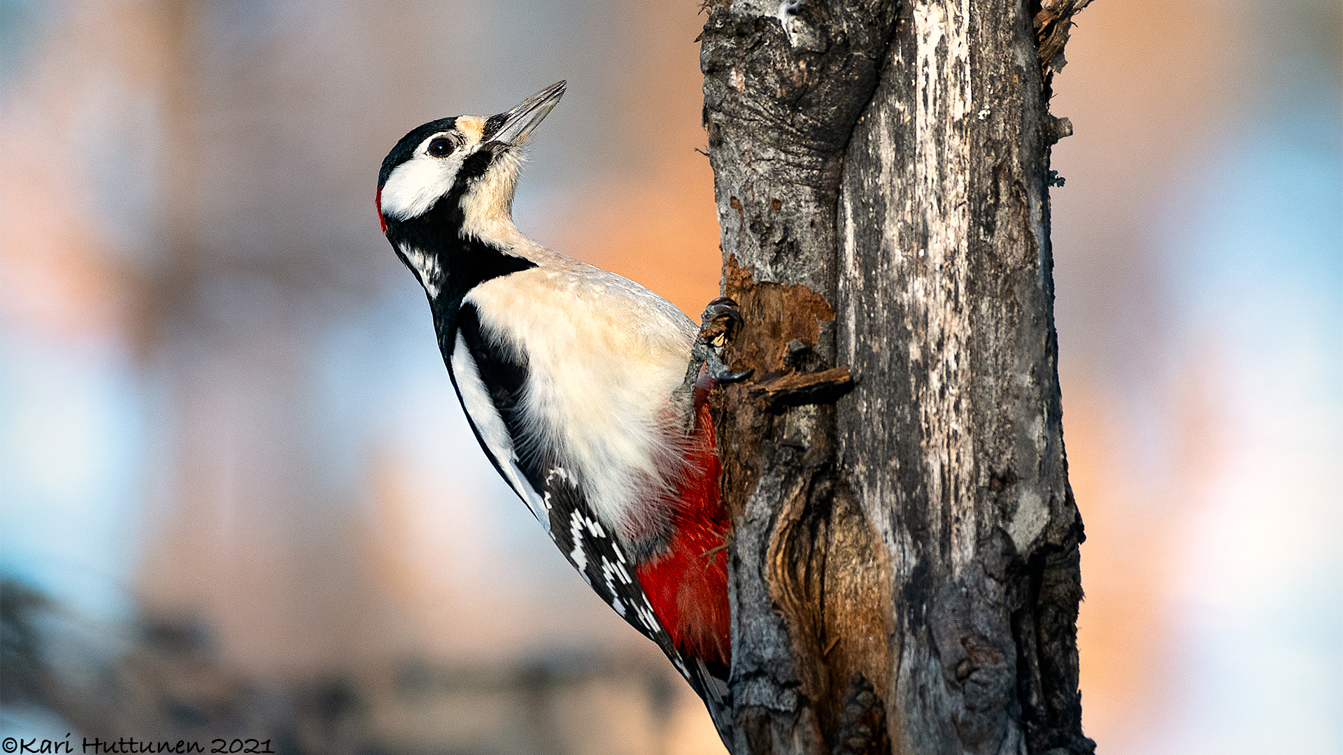 luontokuvaus valokuvaus luonto kamera objektiivi nikon lintu maisema
