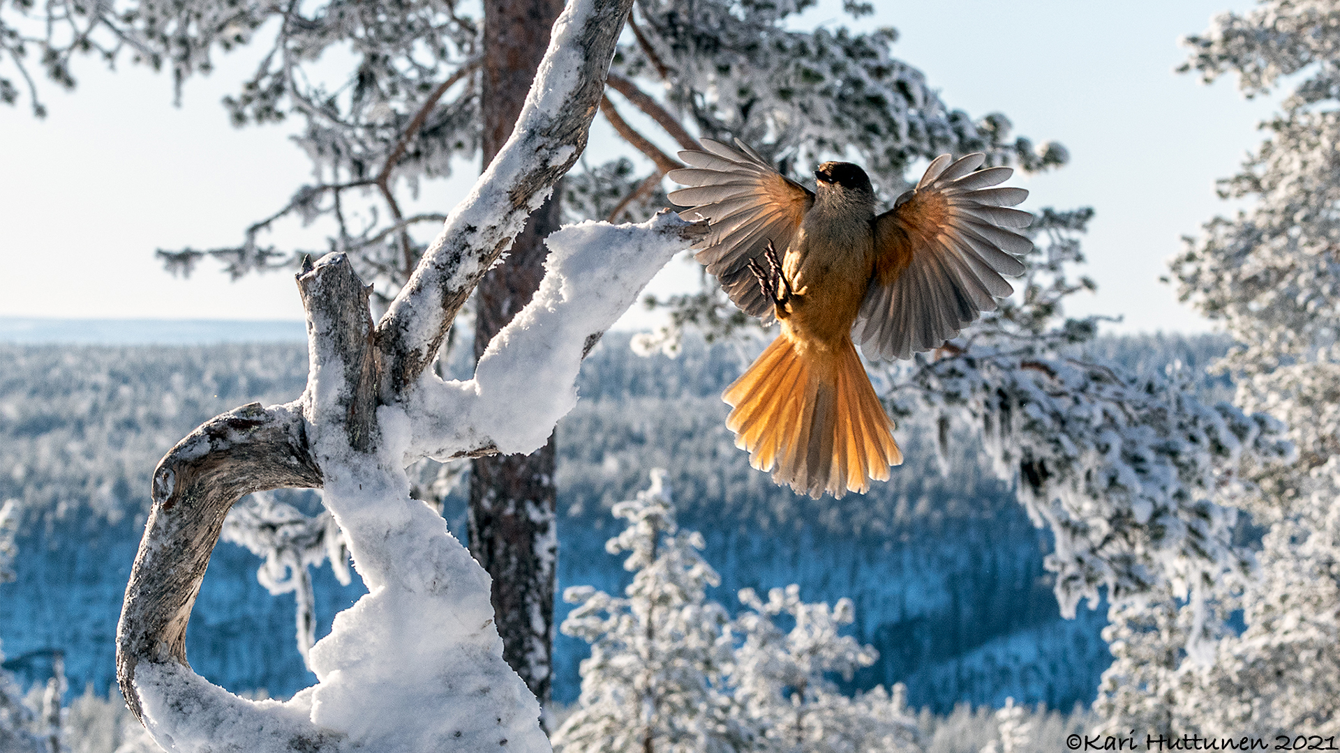 luontokuvaus valokuvaus luonto kamera objektiivi nikon lintu maisema
