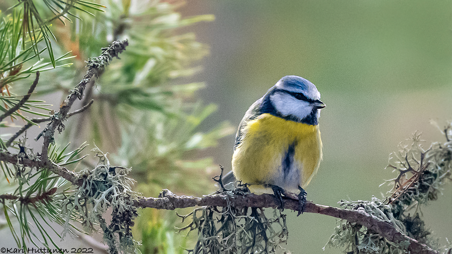 luontokuvaus valokuvaus luonto kamera objektiivi nikon lintu maisema