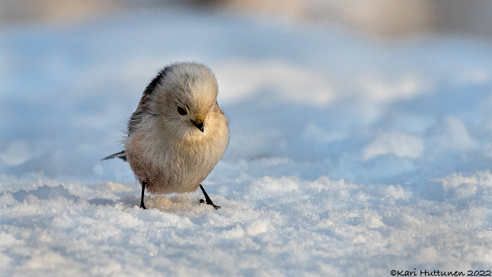 luontokuvaus valokuvaus luonto kamera objektiivi nikon lintu maisema