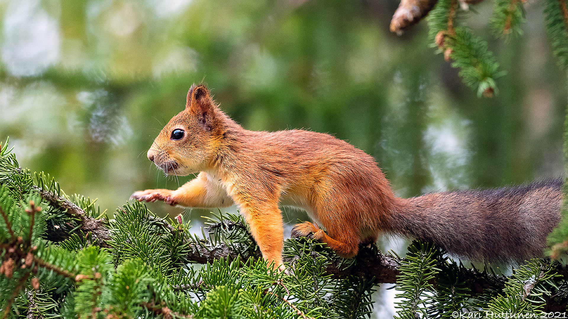 luontokuvaus valokuvaus luonto kamera objektiivi nikon lintu maisema