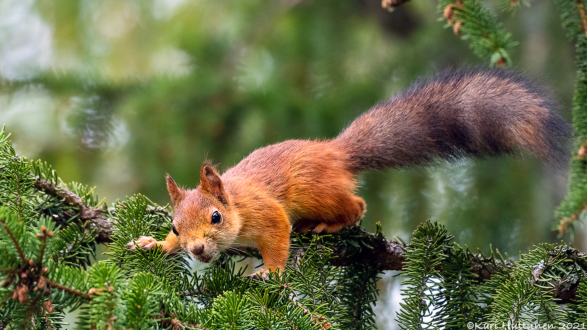 luontokuvaus valokuvaus luonto kamera objektiivi nikon lintu maisema