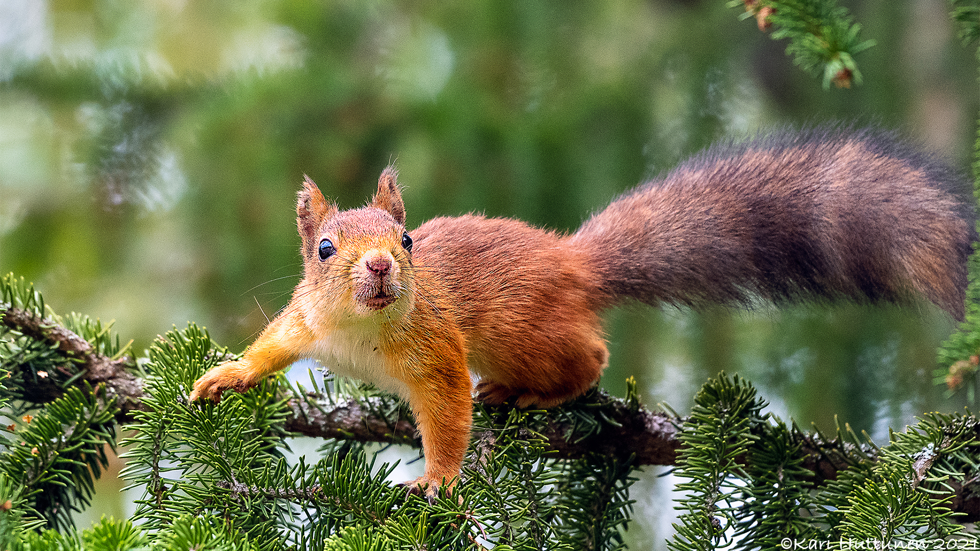 luontokuvaus valokuvaus luonto kamera objektiivi nikon lintu maisema