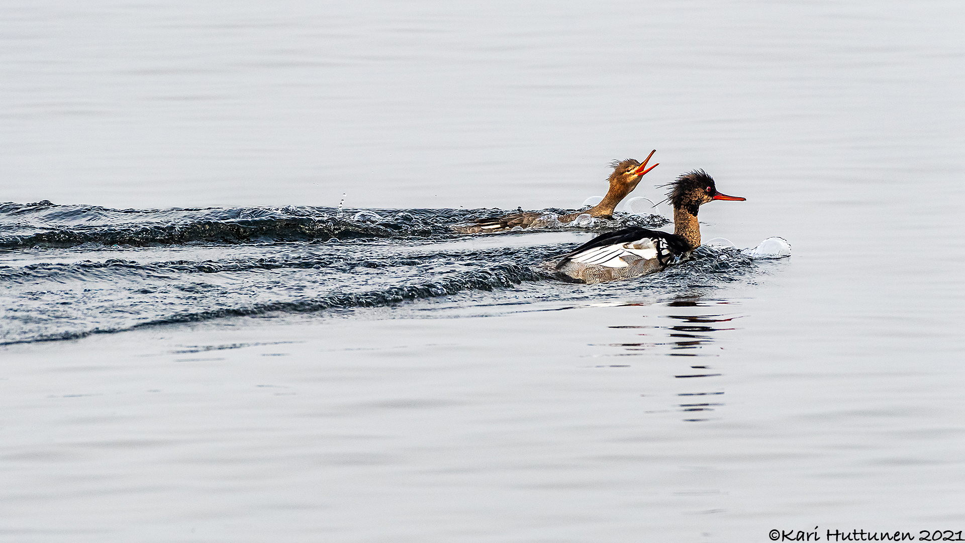 luontokuvaus valokuvaus luonto kamera objektiivi nikon lintu maisema