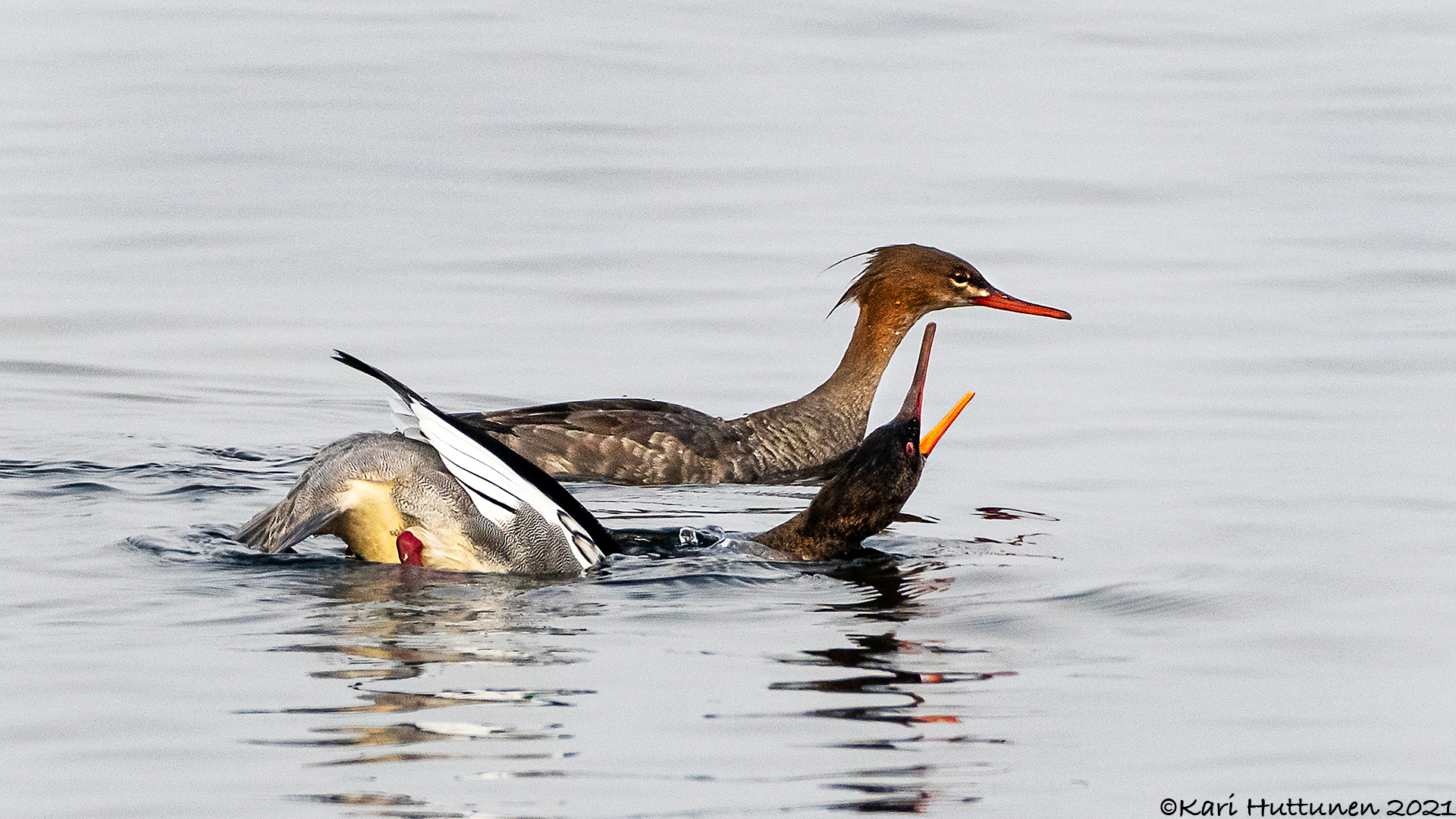 luontokuvaus valokuvaus luonto kamera objektiivi nikon lintu maisema