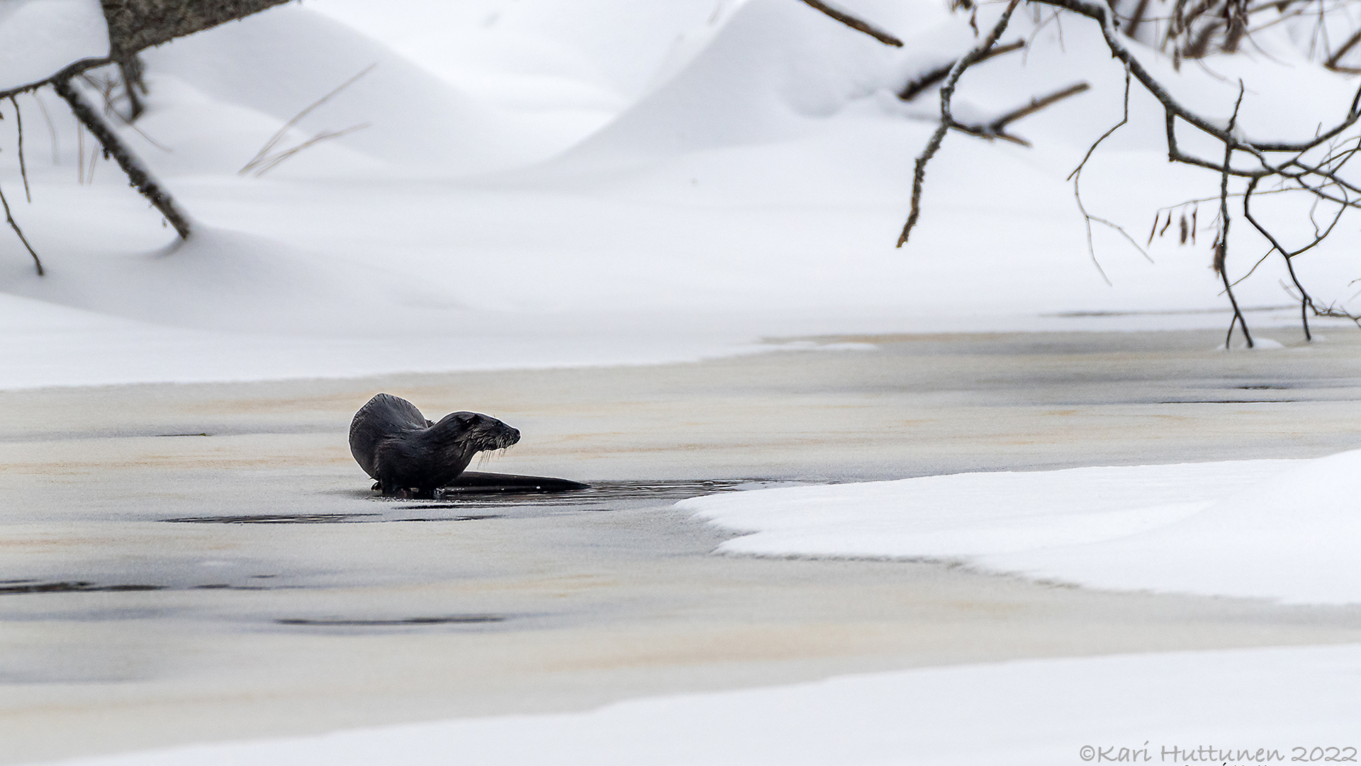 luontokuvaus valokuvaus luonto kamera objektiivi nikon lintu maisema