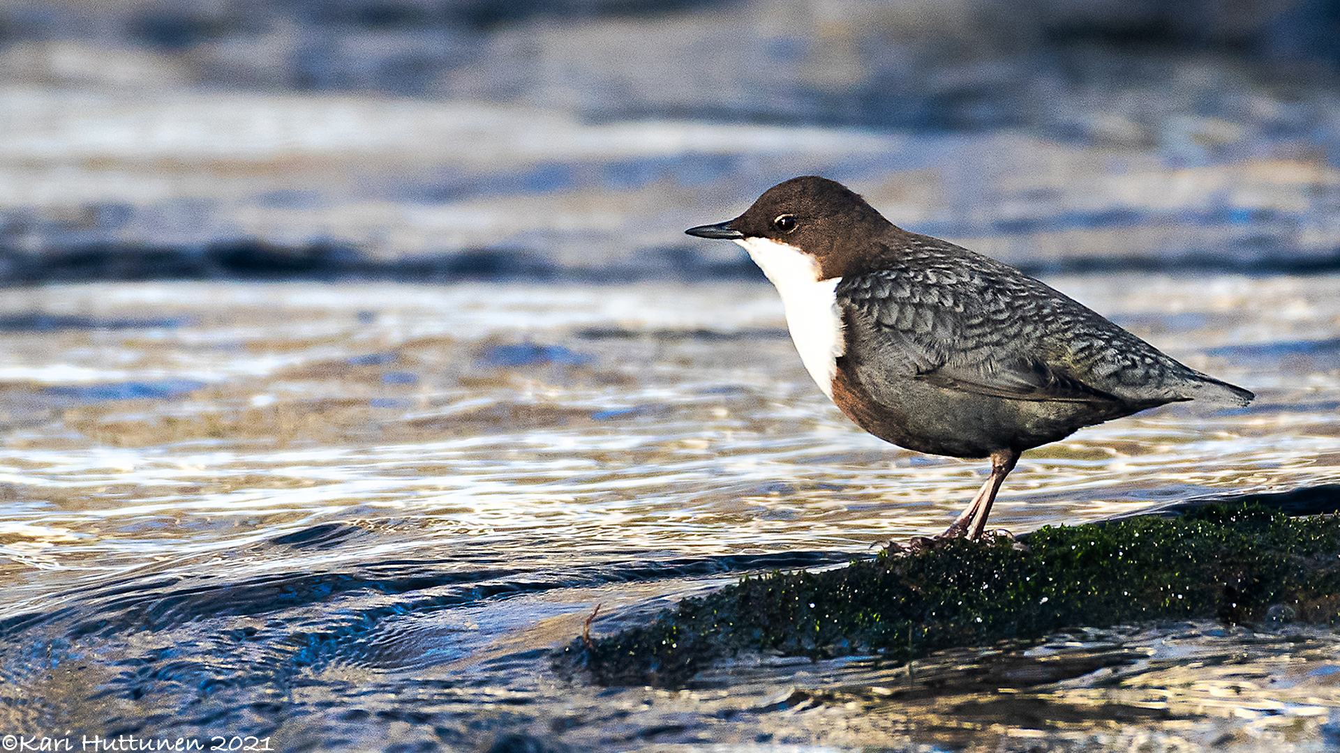 luontokuvaus valokuvaus luonto kamera objektiivi nikon lintu maisema