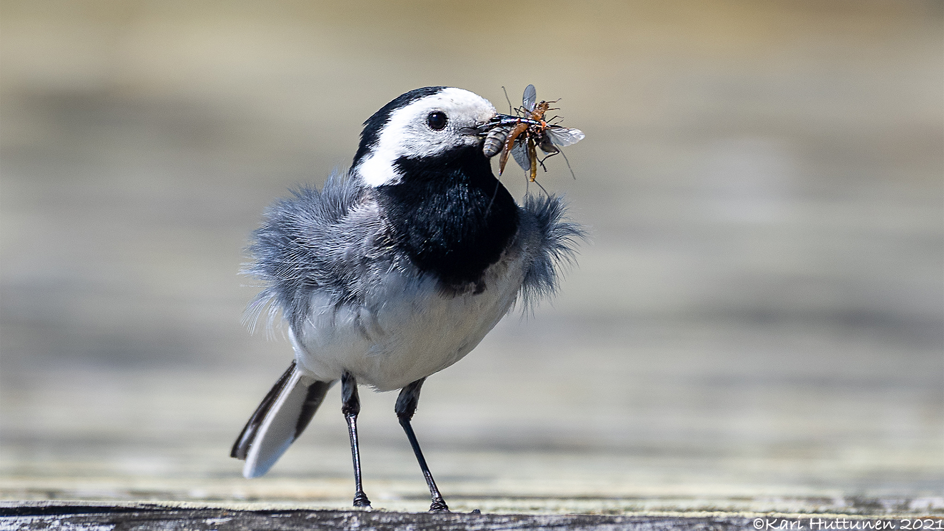 luontokuvaus valokuvaus luonto kamera objektiivi nikon lintu maisema