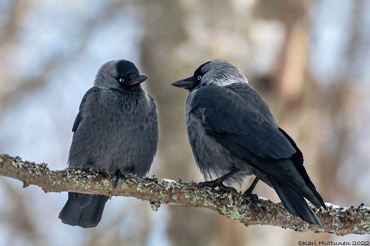 Hyvää ystävänpäivää