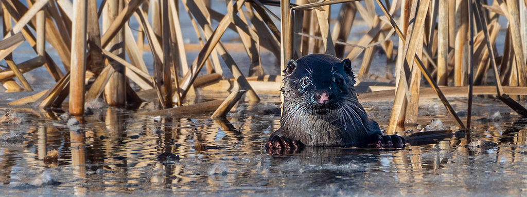 luontokuvaus valokuvaus luonto kamera objektiivi nikon lintu maisema saukko