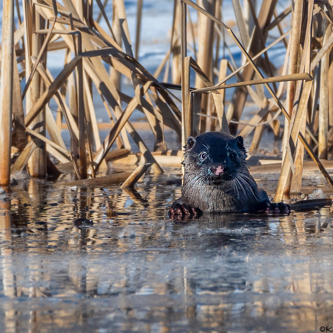 luontokuvaus valokuvaus luonto kamera objektiivi nikon lintu maisema saukko