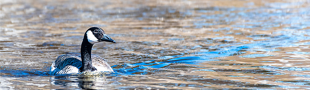 luontokuvaus valokuvaus luonto kamera objektiivi nikon lintu maisema