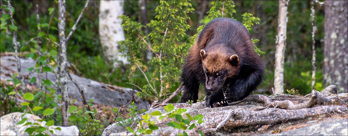 Itärajan kavereita kuvaamassa